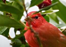 Image of Summer Tanager