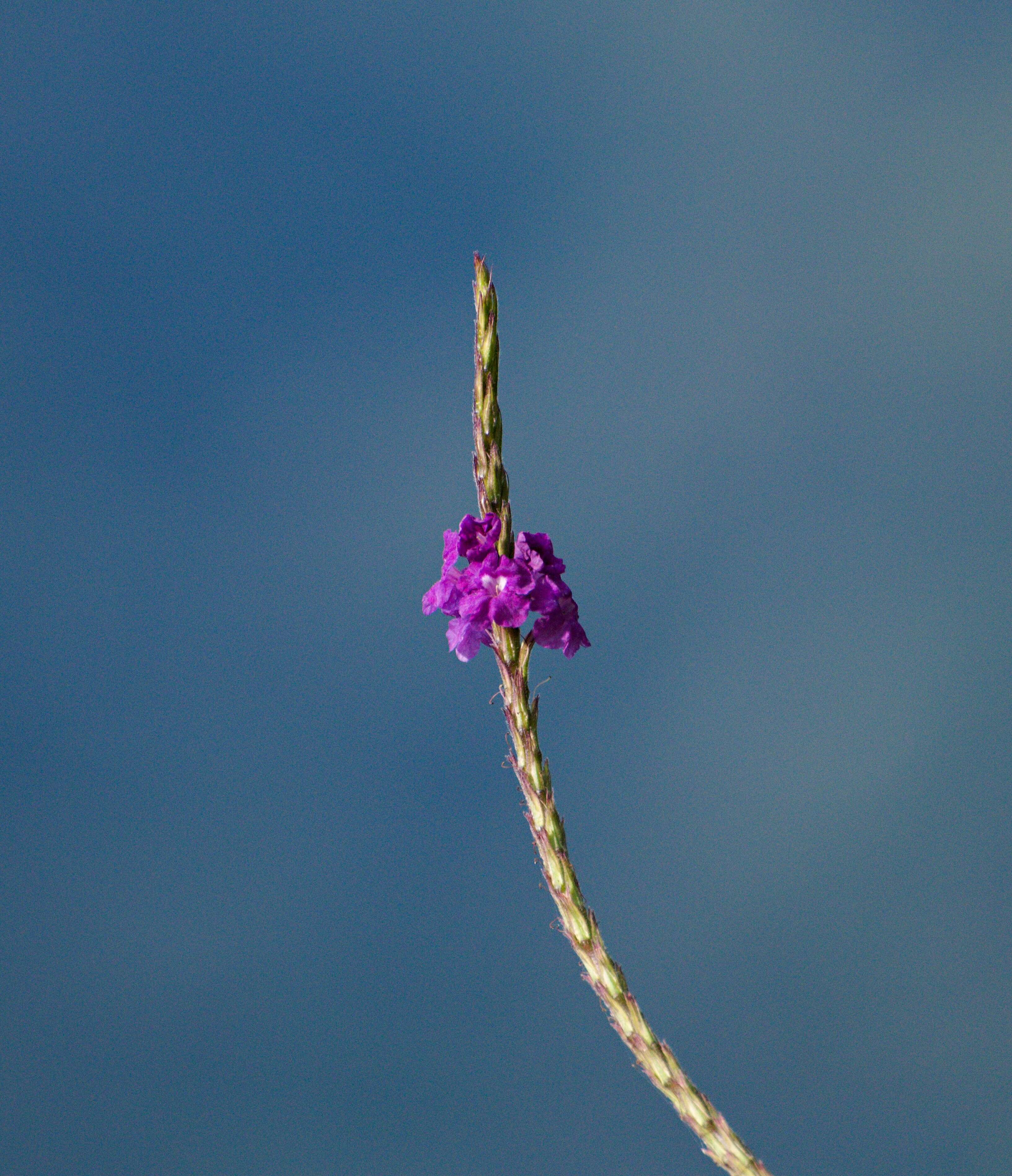 Image of cayenne porterweed