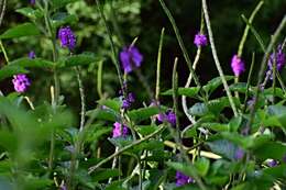 Image of cayenne porterweed