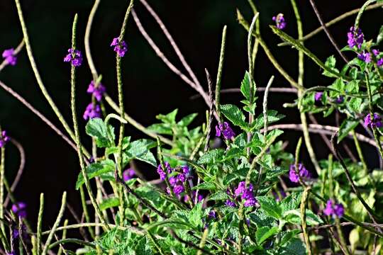 Image of cayenne porterweed