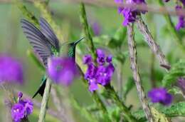 Image of Western Emerald