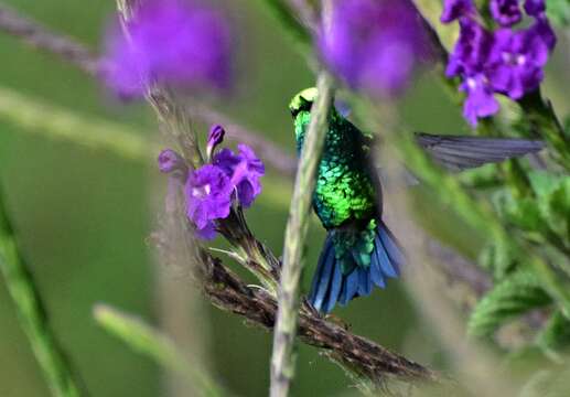 Chlorostilbon melanorhynchus Gould 1860 resmi