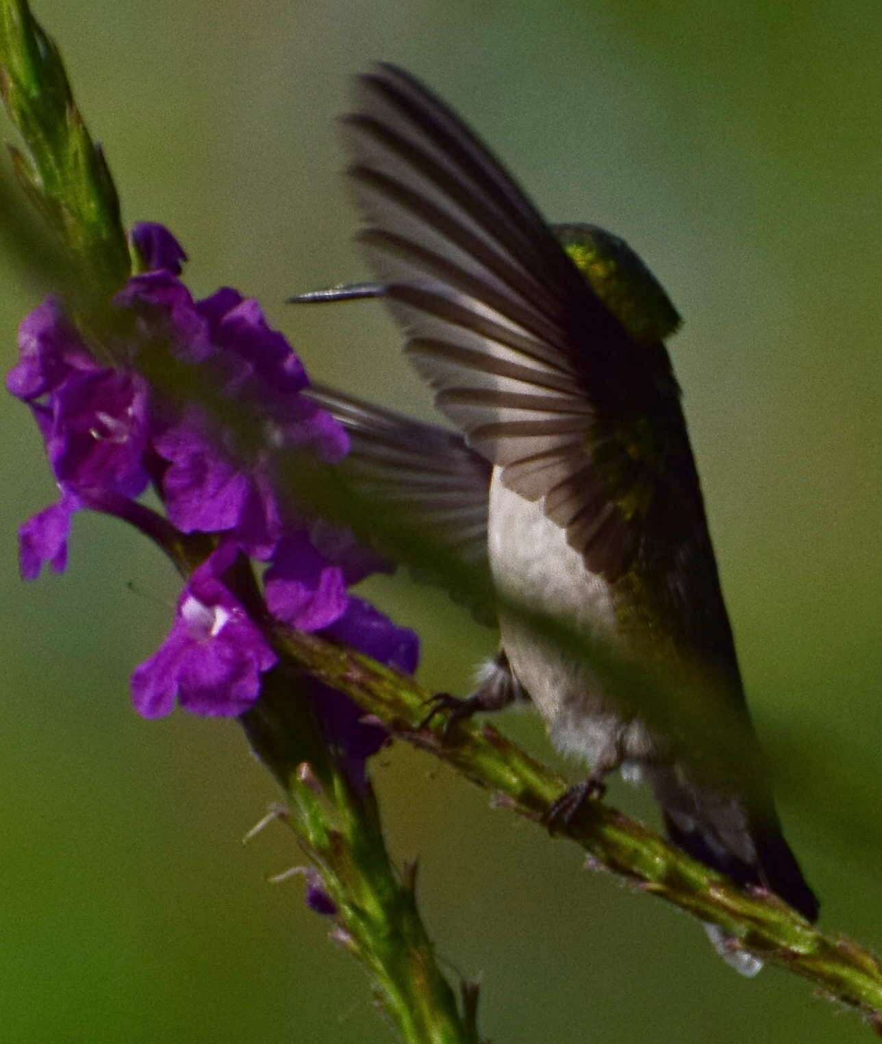 Image of Western Emerald