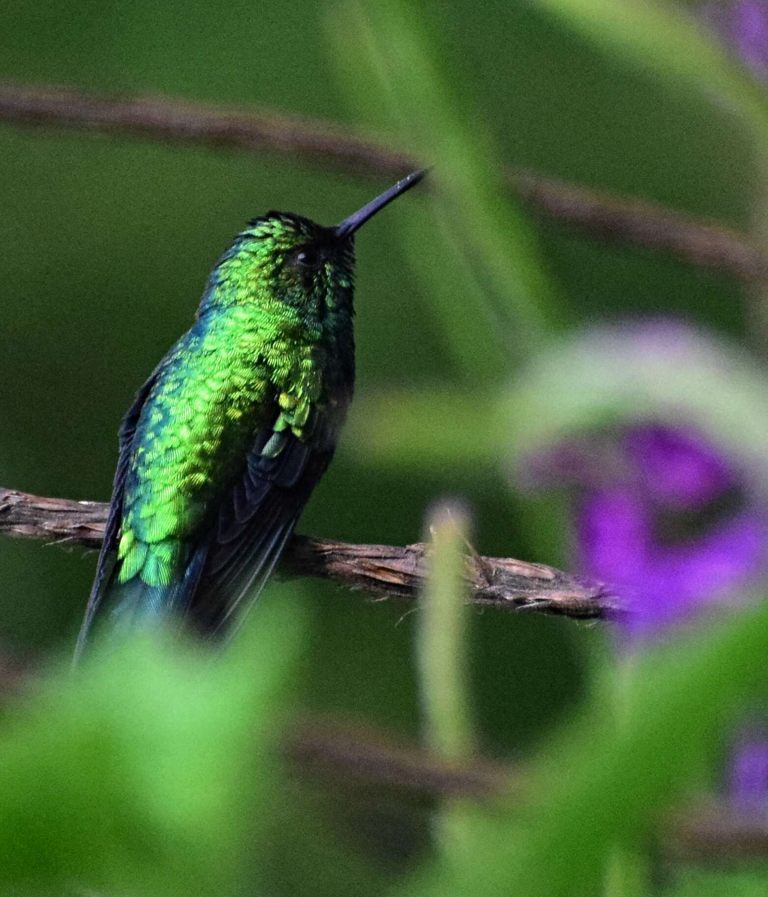 Image of Western Emerald