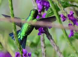 Image of Western Emerald