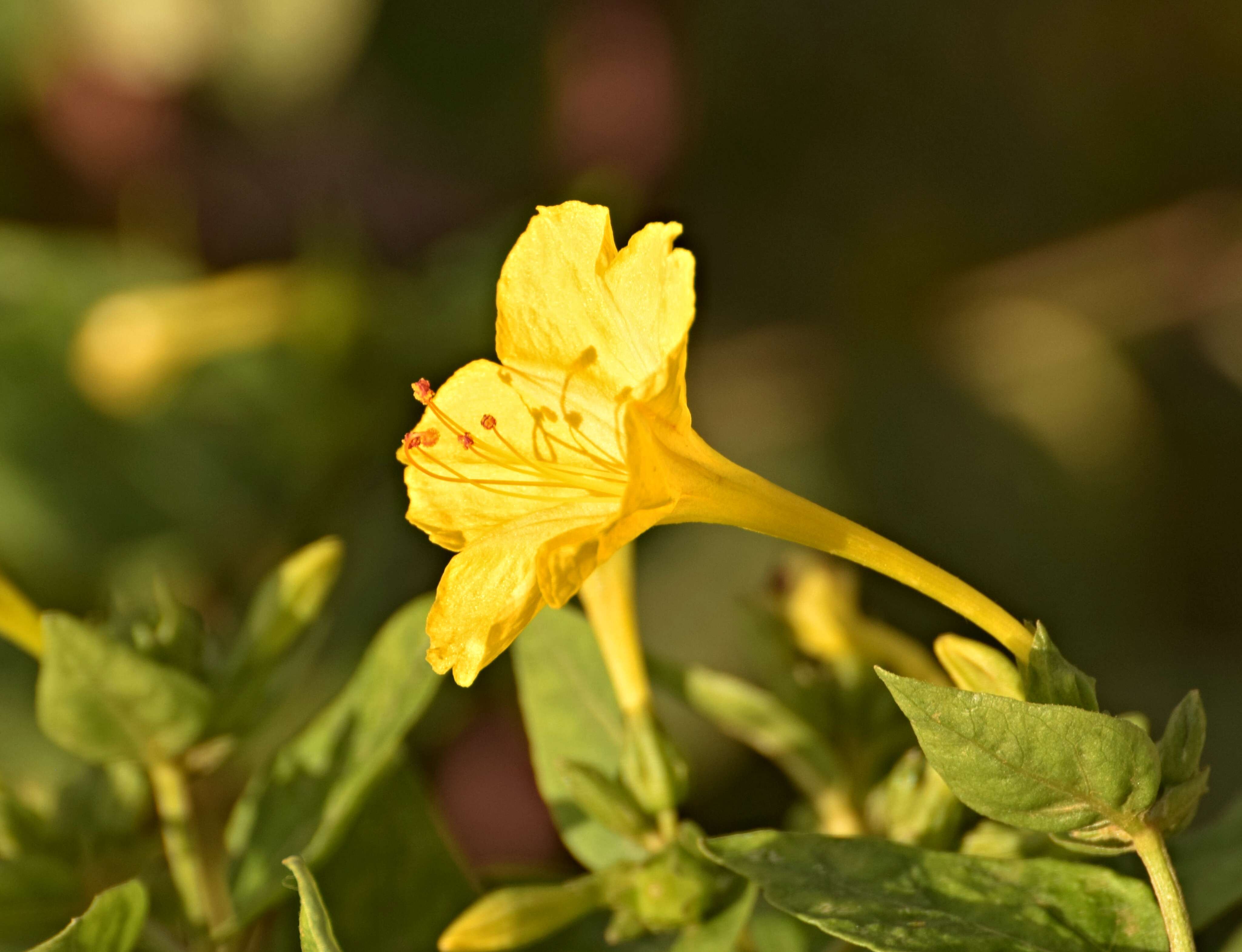 Image of Four o'Clock flower