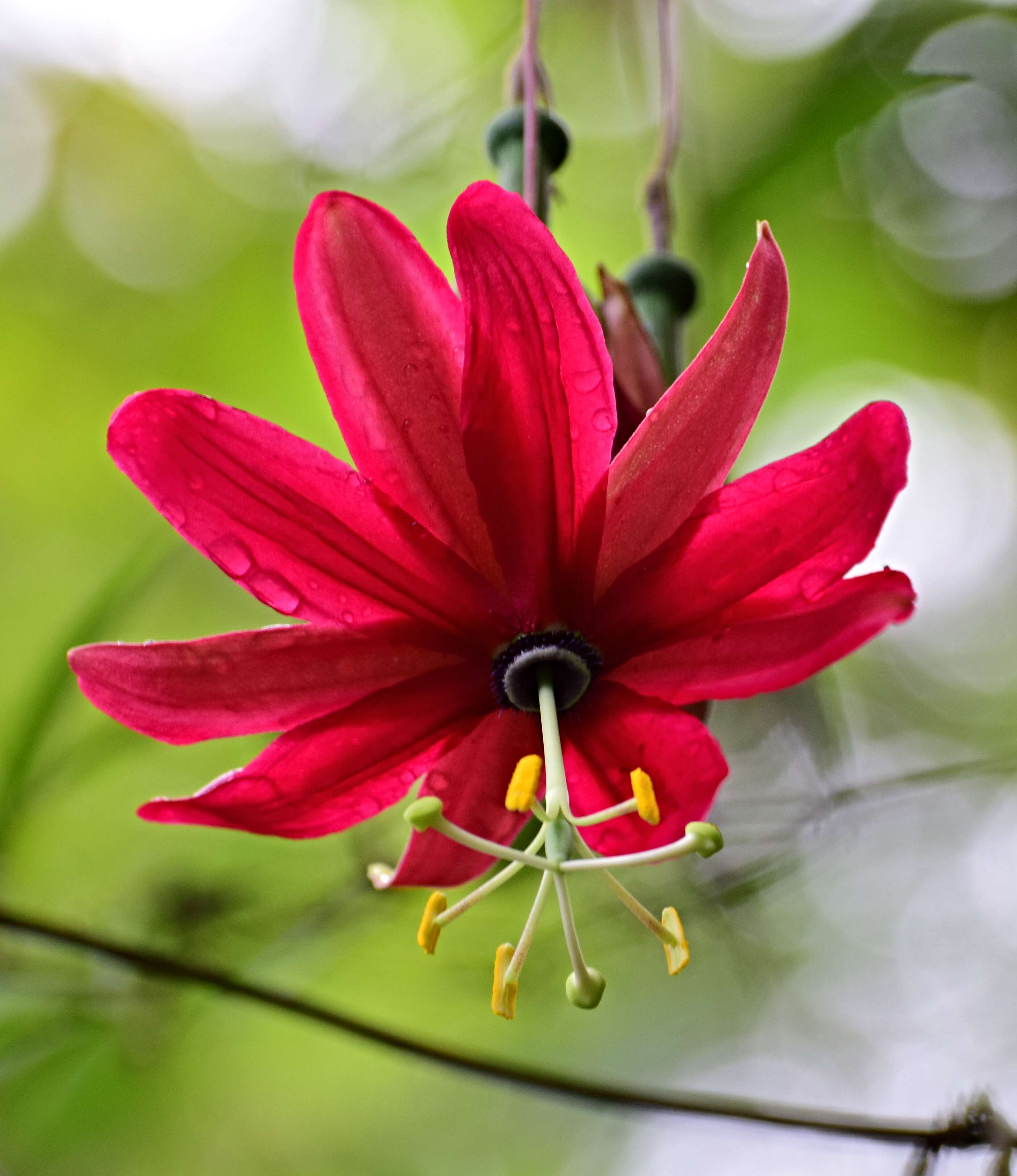 Imagem de Passiflora antioquiensis Karst.