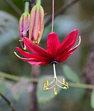 Imagem de Passiflora antioquiensis Karst.