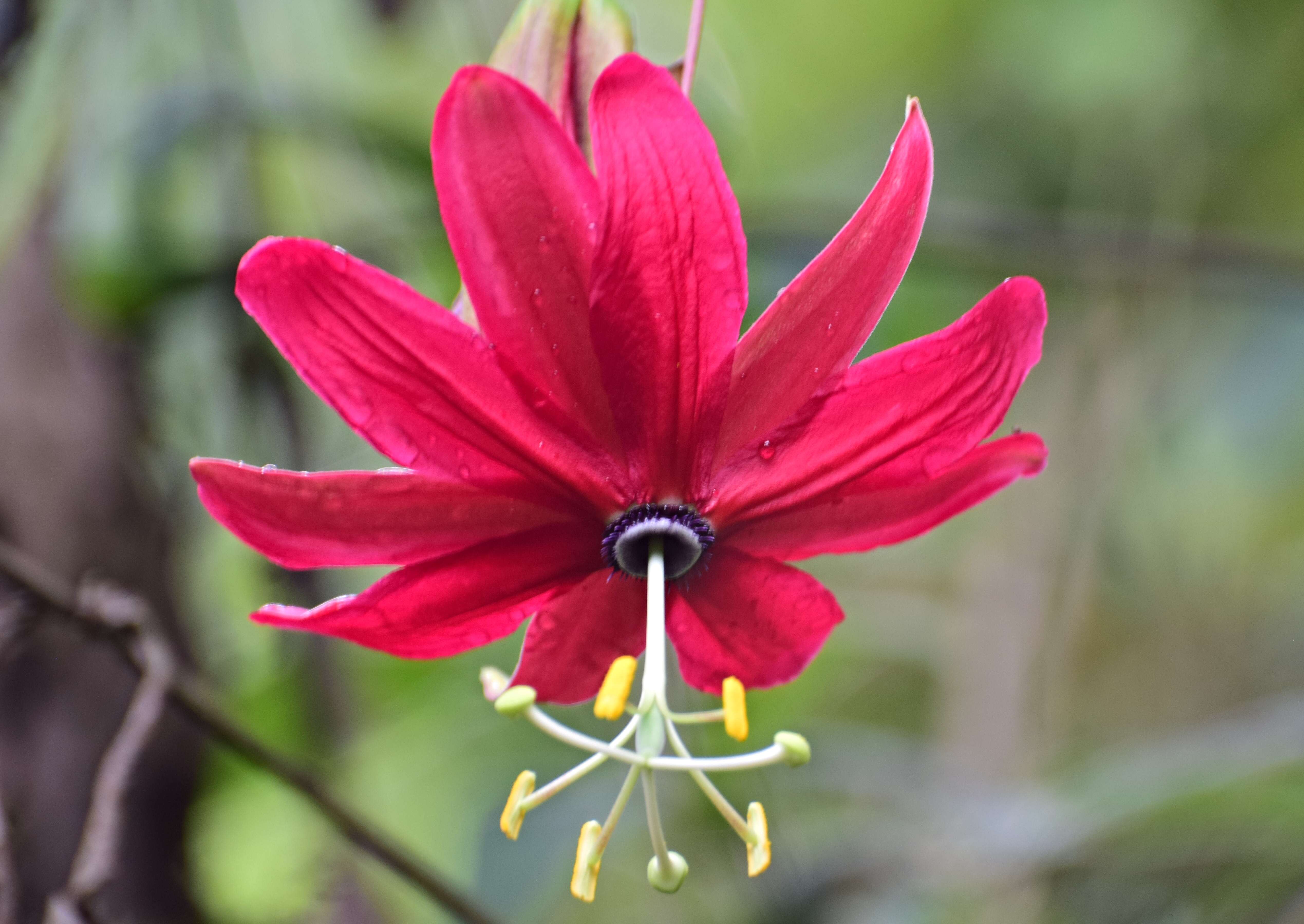 Imagem de Passiflora antioquiensis Karst.