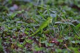 Image of Green iguana