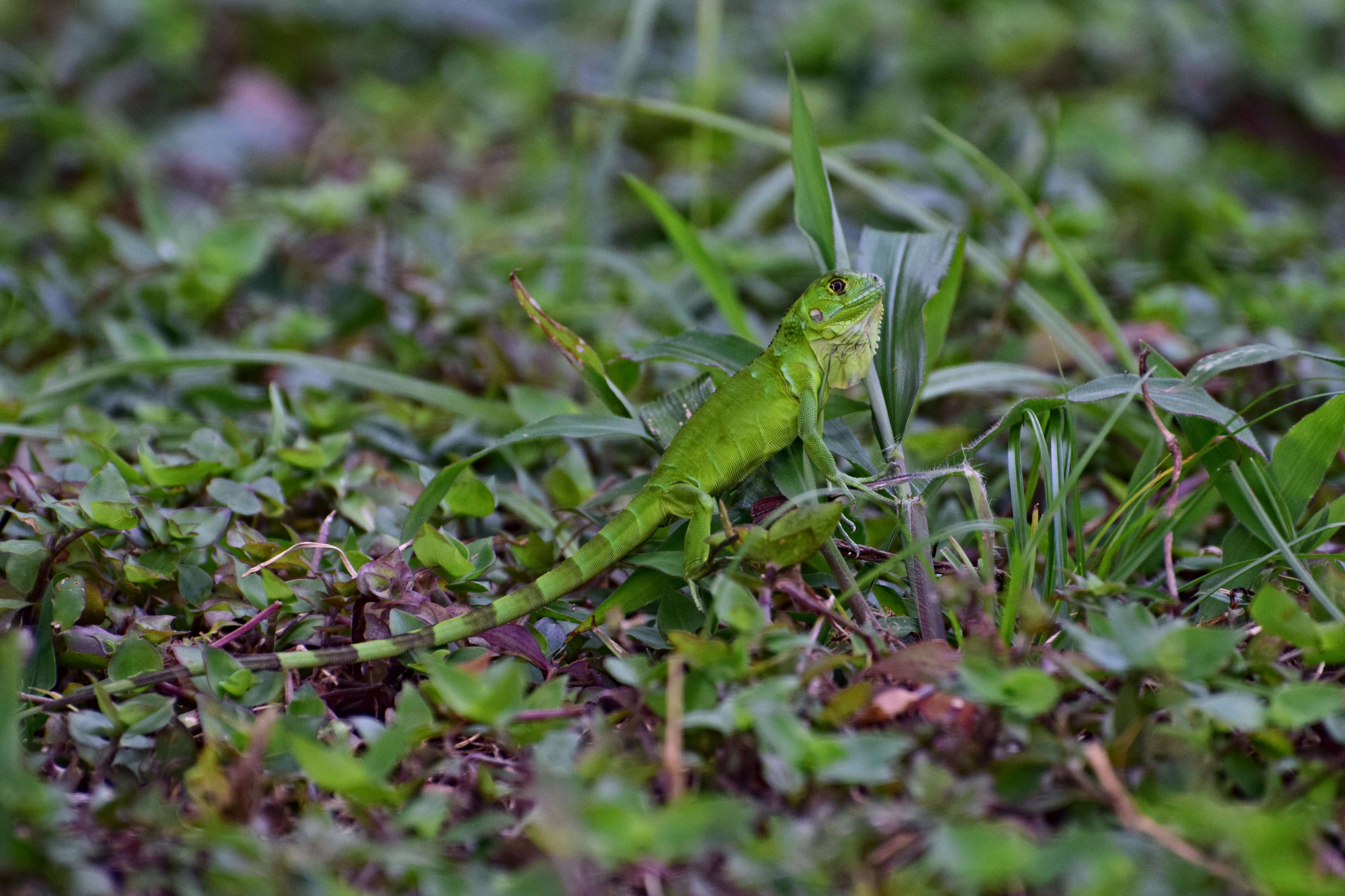 Image of Green iguana