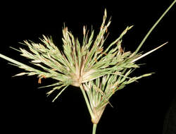 Imagem de Spinifex longifolius R. Br.