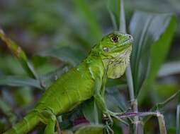 Image of Green iguana