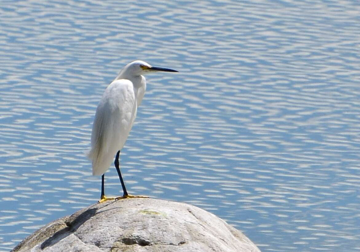 Image of Snowy Egret