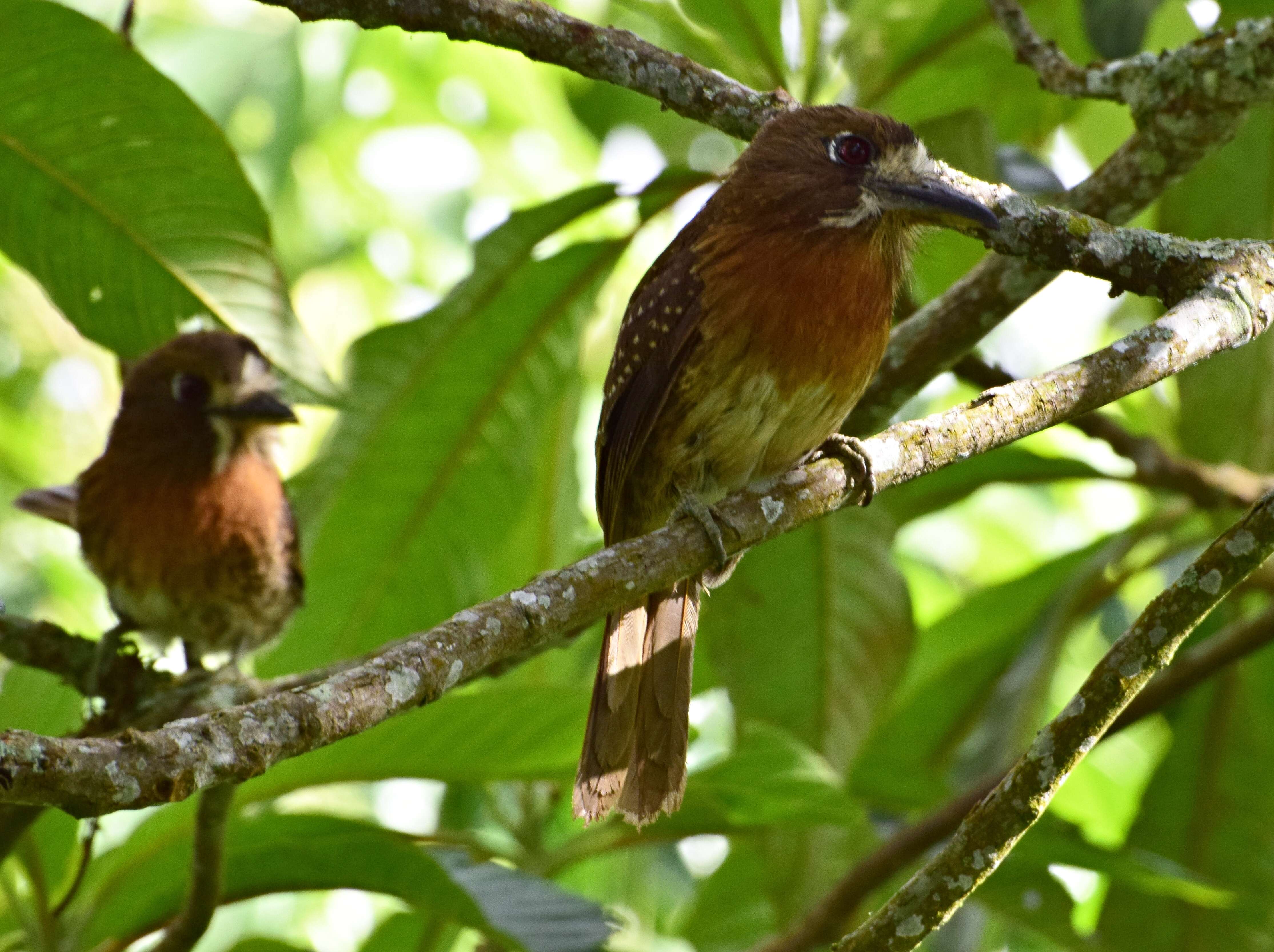 Image of Moustached Puffbird