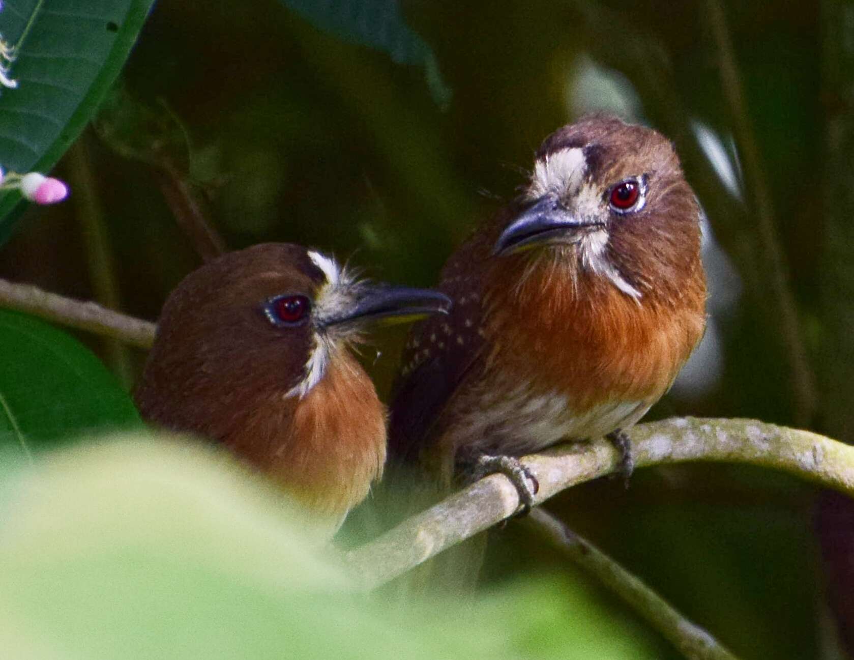 Image of Moustached Puffbird