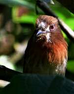 Image of Moustached Puffbird