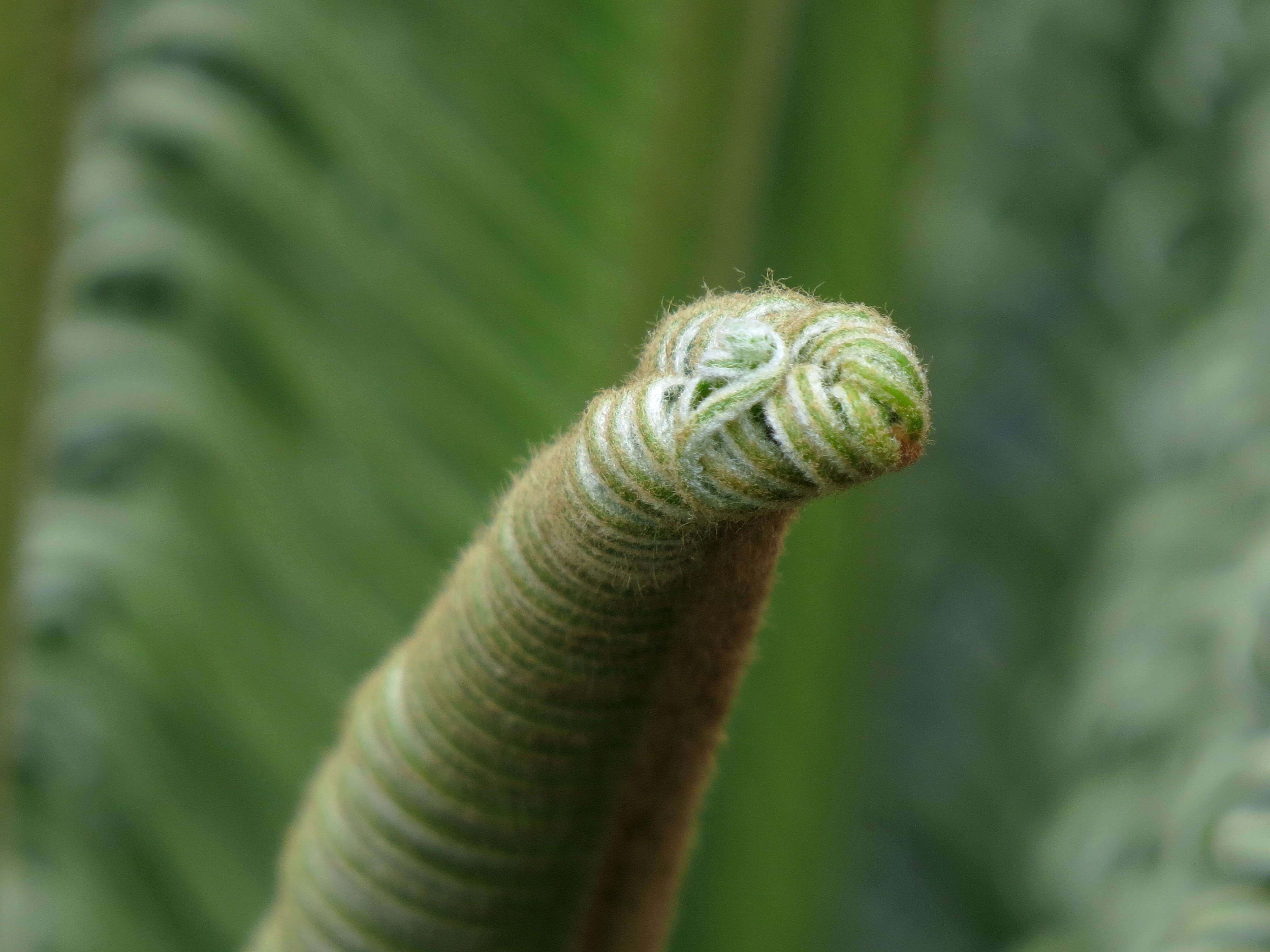 Image of Fern Palm