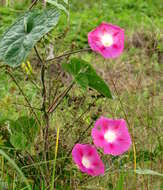 Image of tall morning-glory