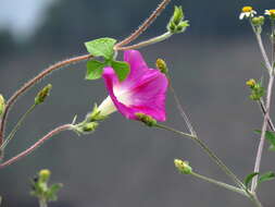 Image of tall morning-glory