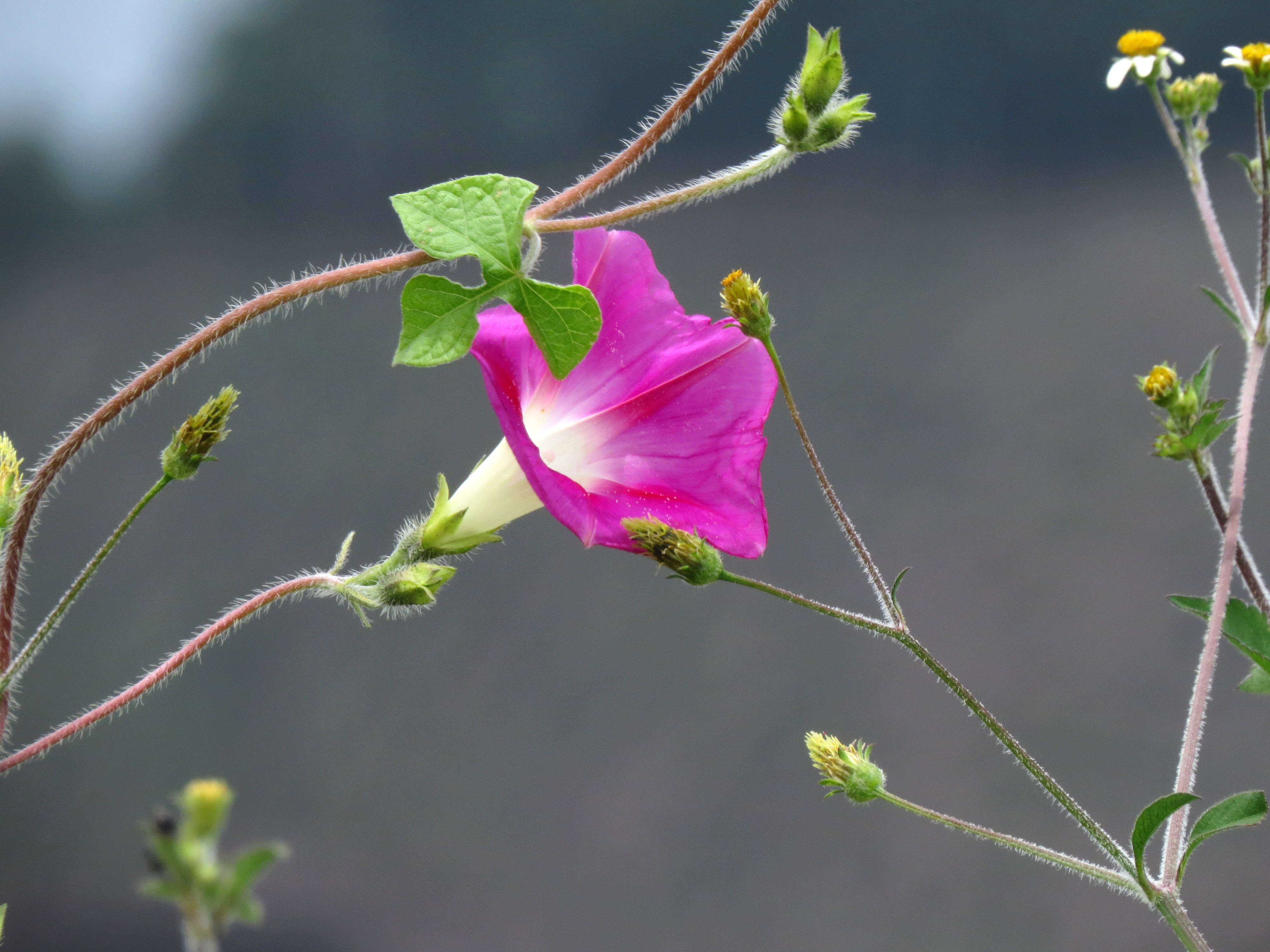 Image of tall morning-glory