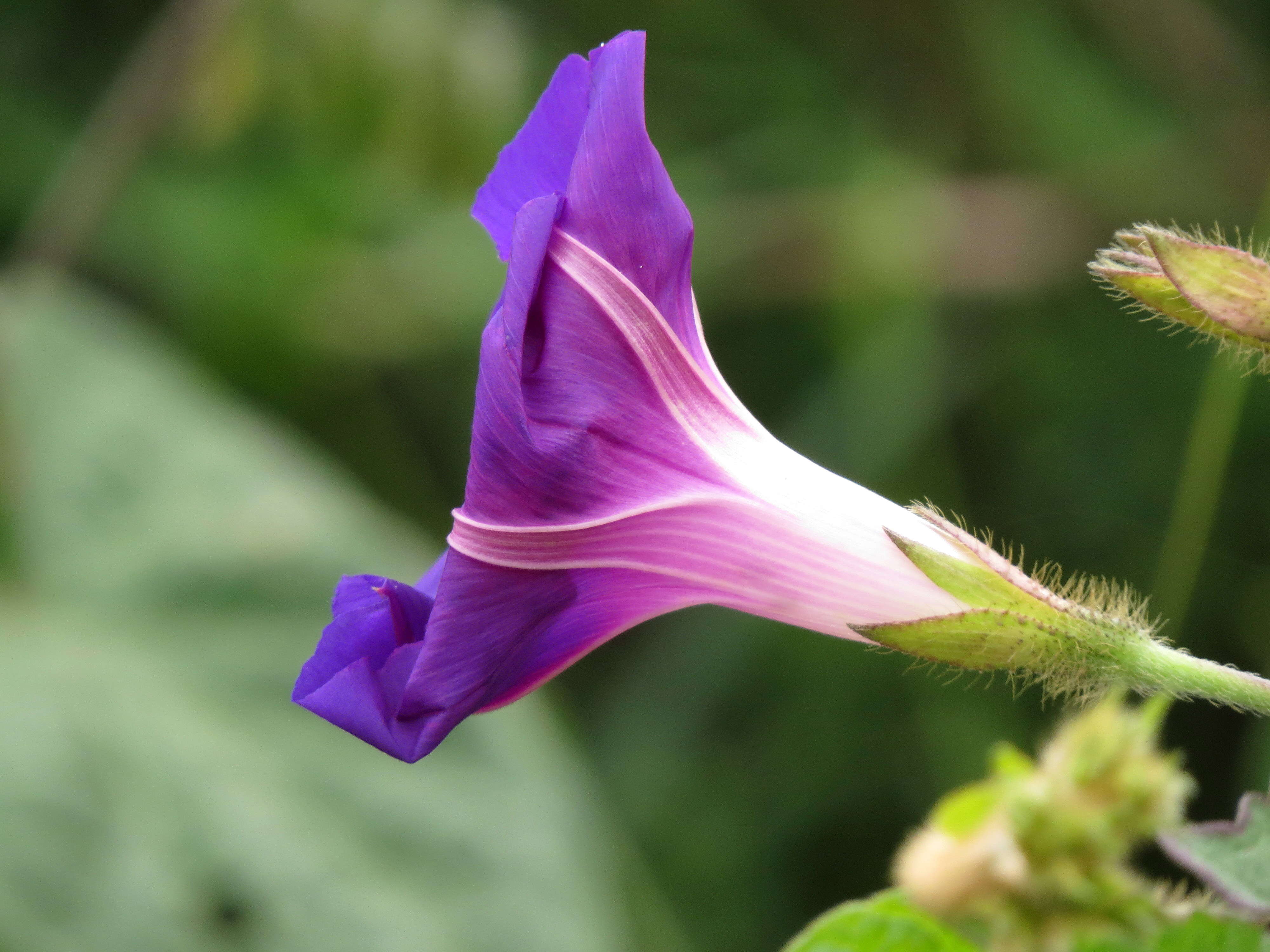 Image of tall morning-glory