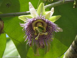 Image of sweet granadilla