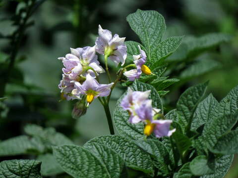 Plancia ëd Solanum tuberosum L.