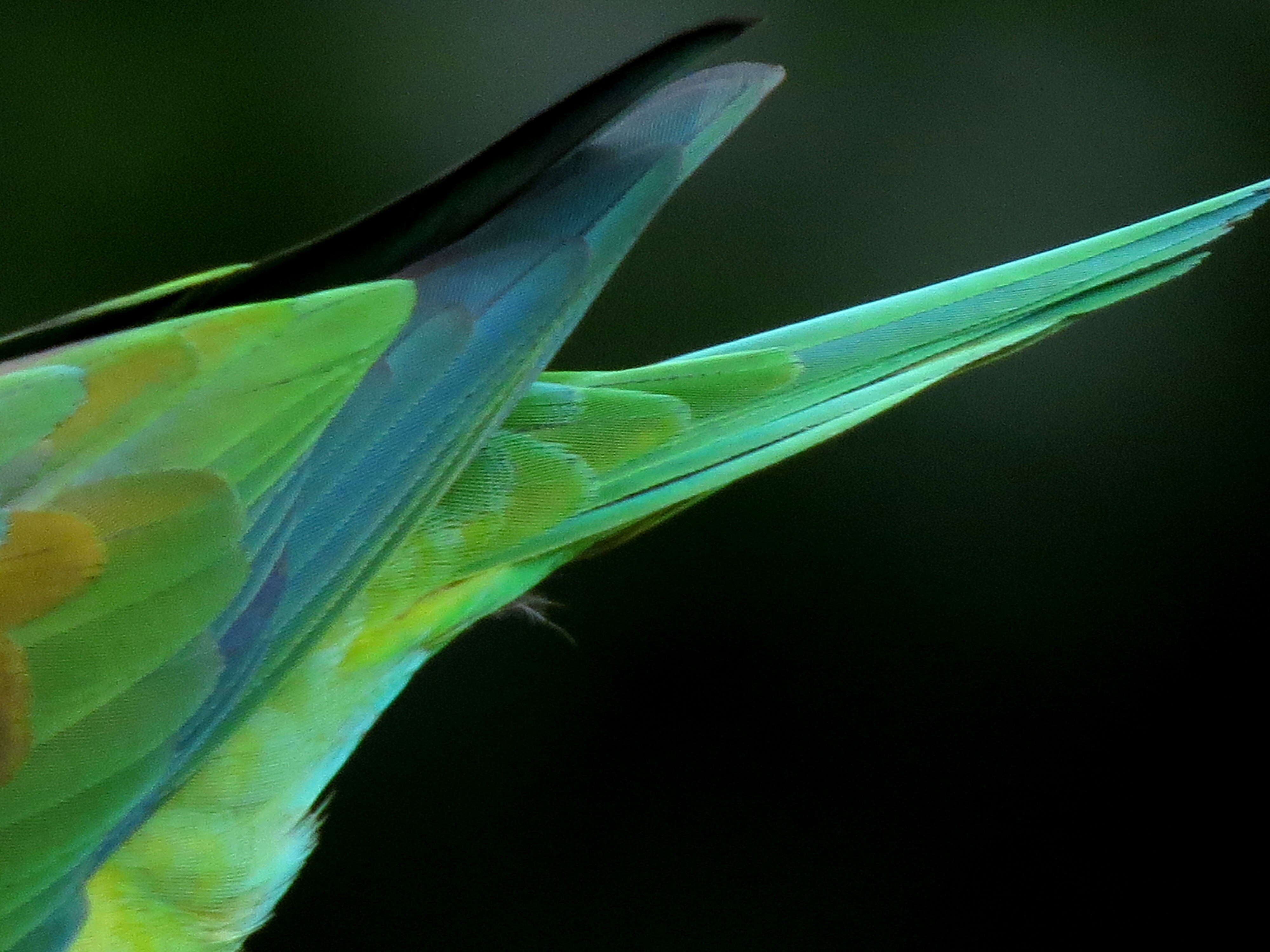 Image of Orange-chinned Parakeet