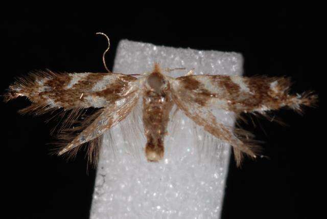 Image of Bucculatrix canadensisella