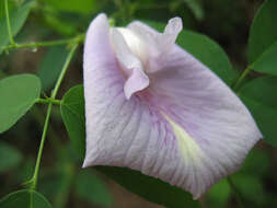 Clitoria mariana L. resmi