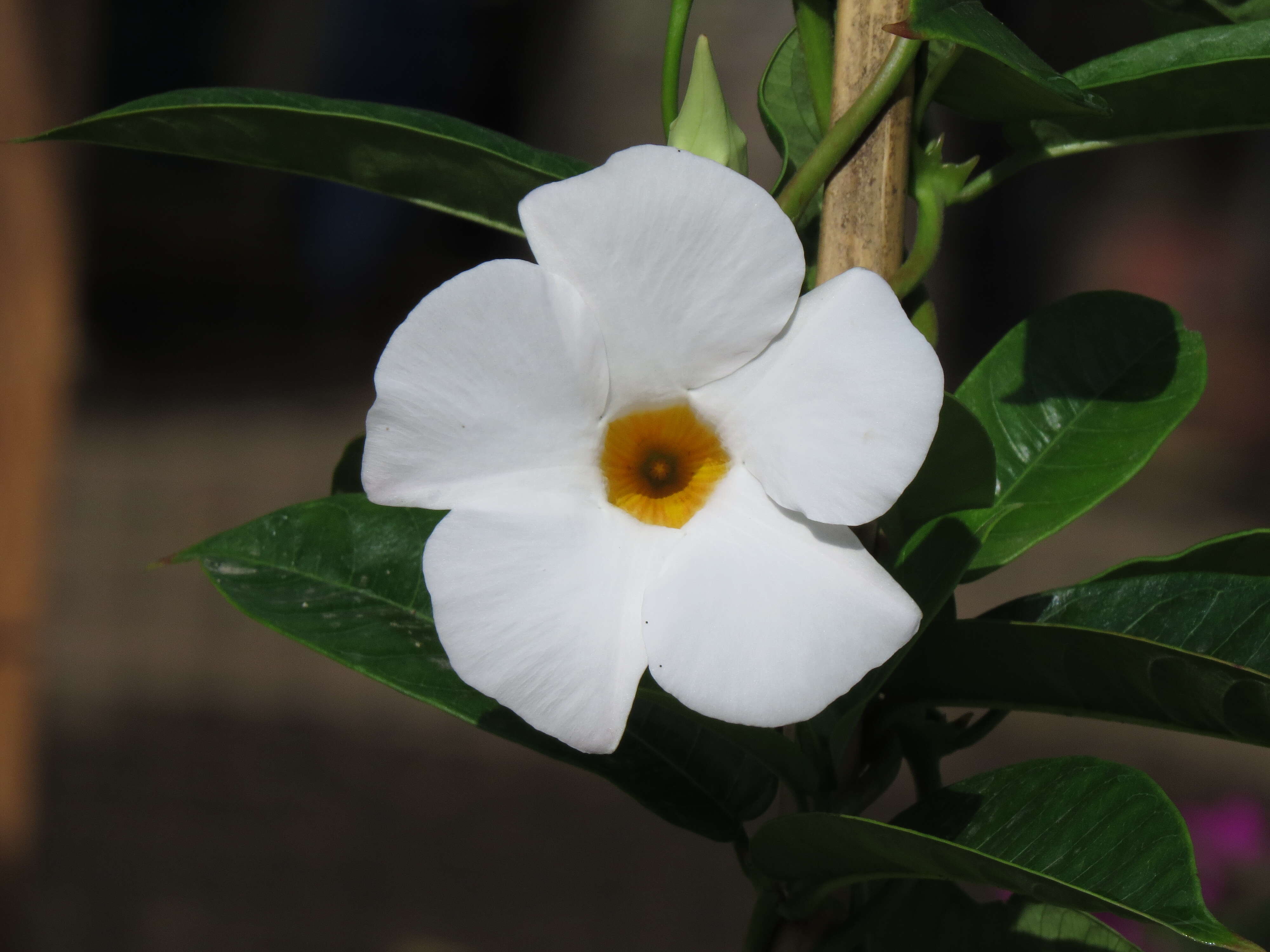 Image de Mandevilla boliviensis (Hook. fil.) R. E. Woodson