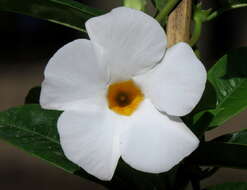 Image de Mandevilla boliviensis (Hook. fil.) R. E. Woodson