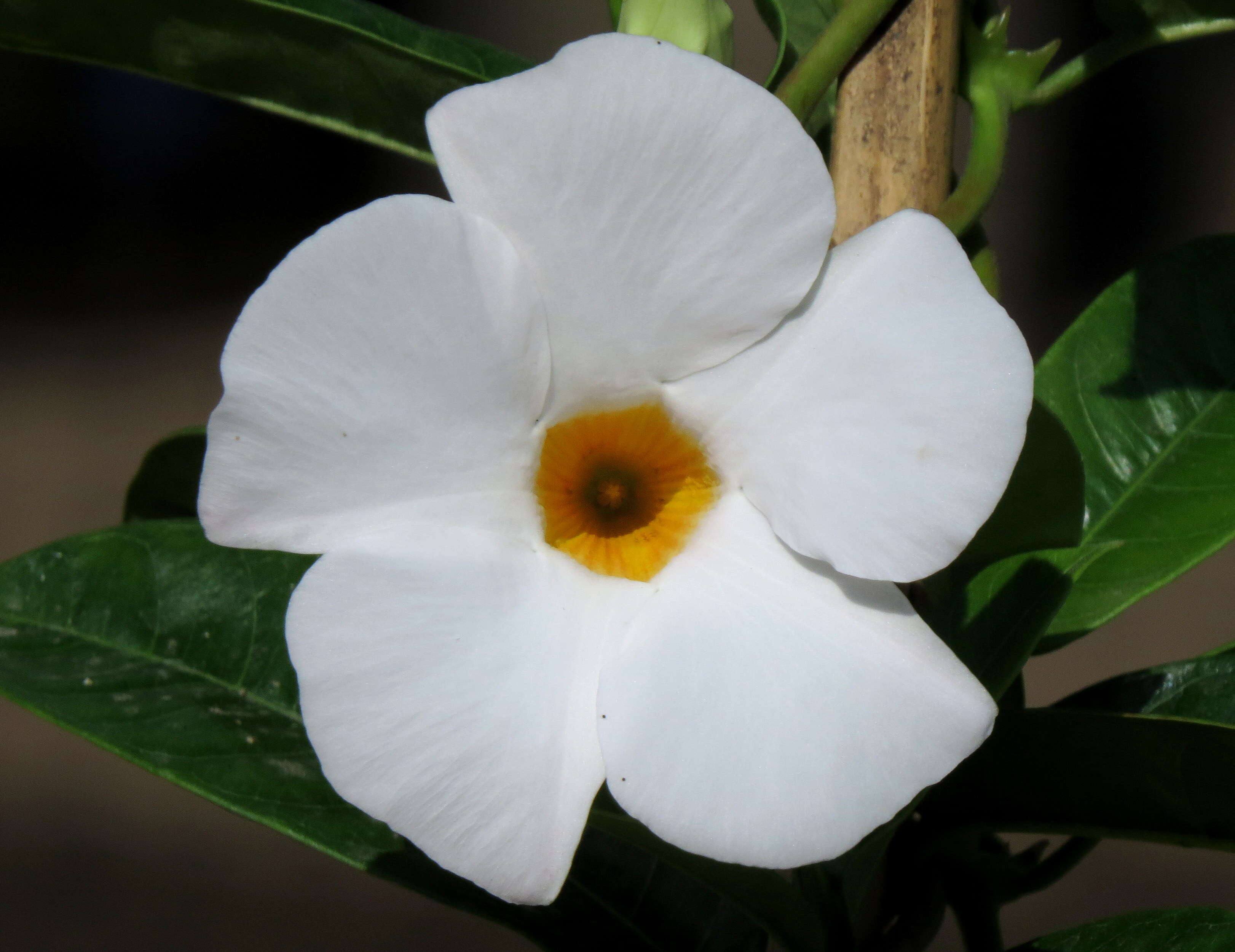 Image de Mandevilla boliviensis (Hook. fil.) R. E. Woodson