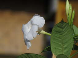 Image de Mandevilla boliviensis (Hook. fil.) R. E. Woodson