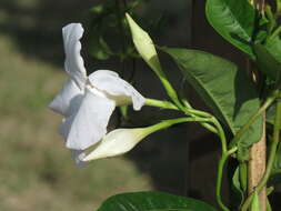 Image de Mandevilla boliviensis (Hook. fil.) R. E. Woodson