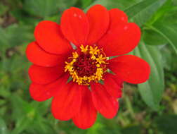 Image of Peruvian zinnia