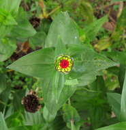 Image of Peruvian zinnia