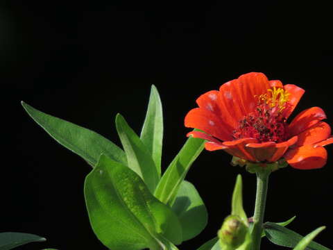 Image of Peruvian zinnia