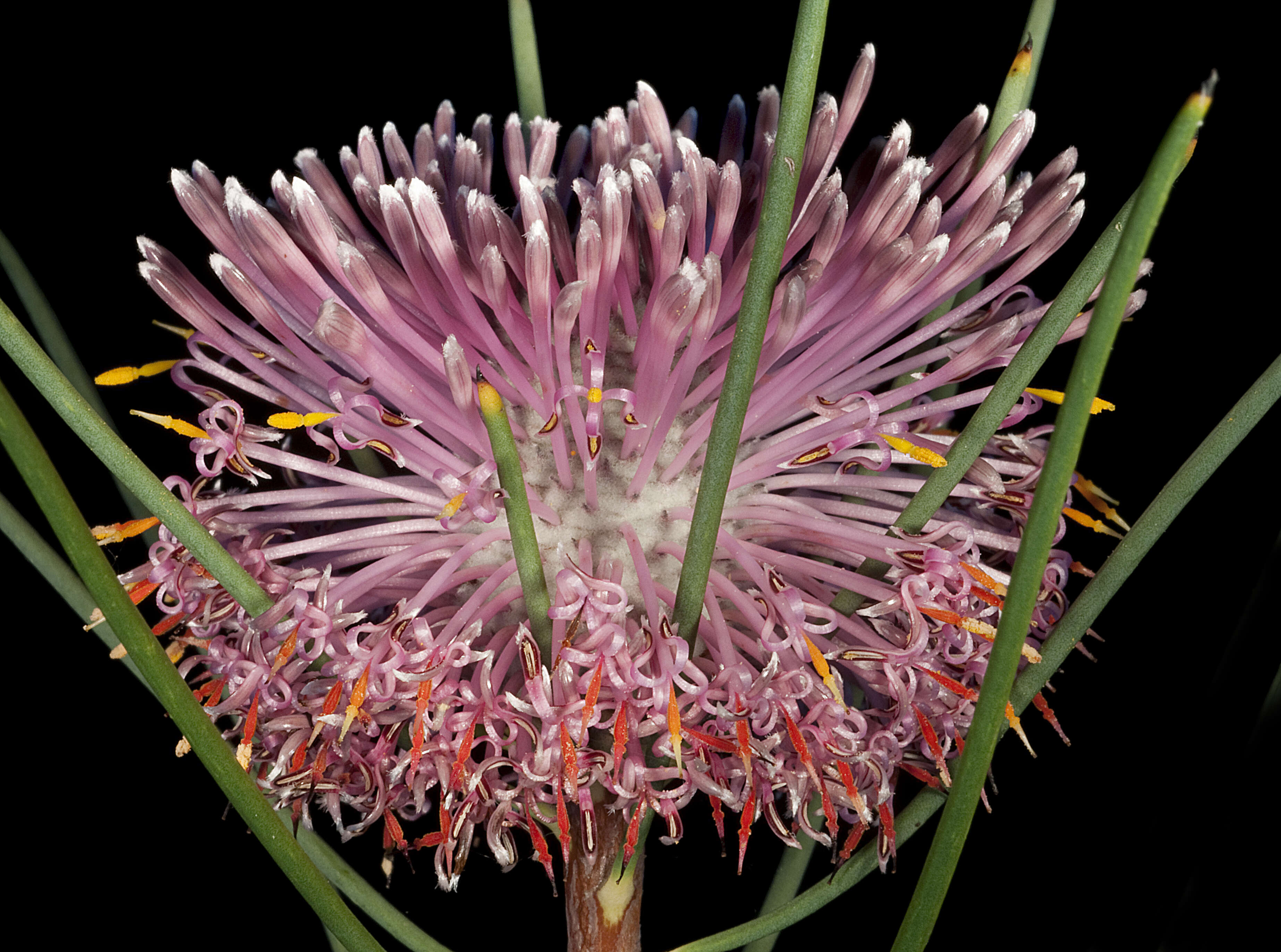 Imagem de Isopogon divergens R. Br.