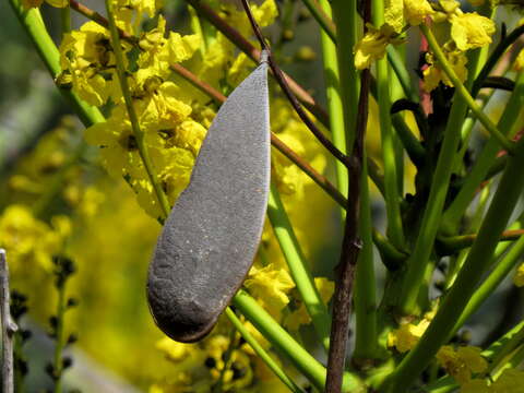 Plancia ëd Schizolobium parahyba (Vell.) S. F. Blake