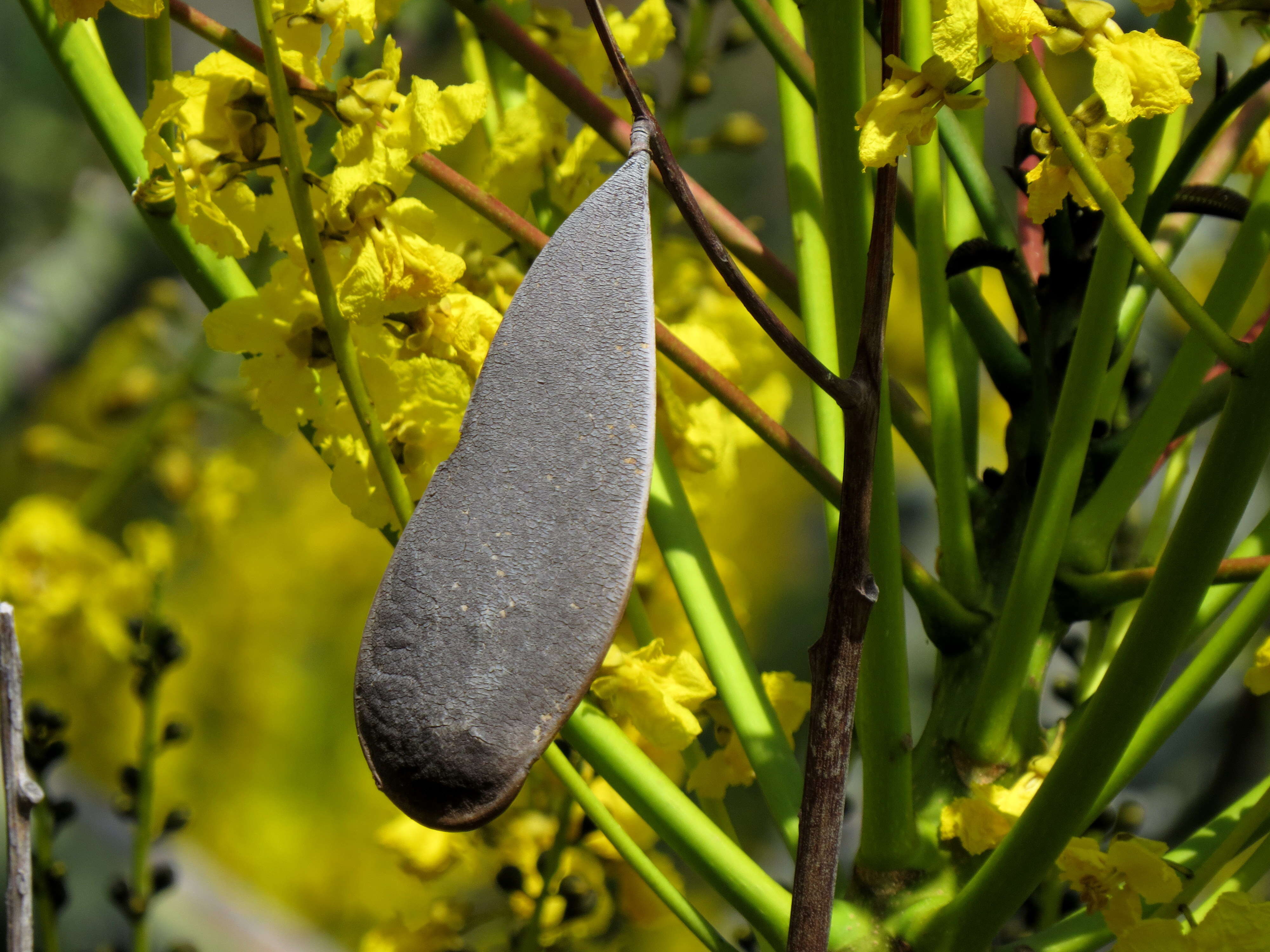 Plancia ëd Schizolobium parahyba (Vell.) S. F. Blake