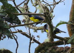 Image of Hooded Mountain Tanager