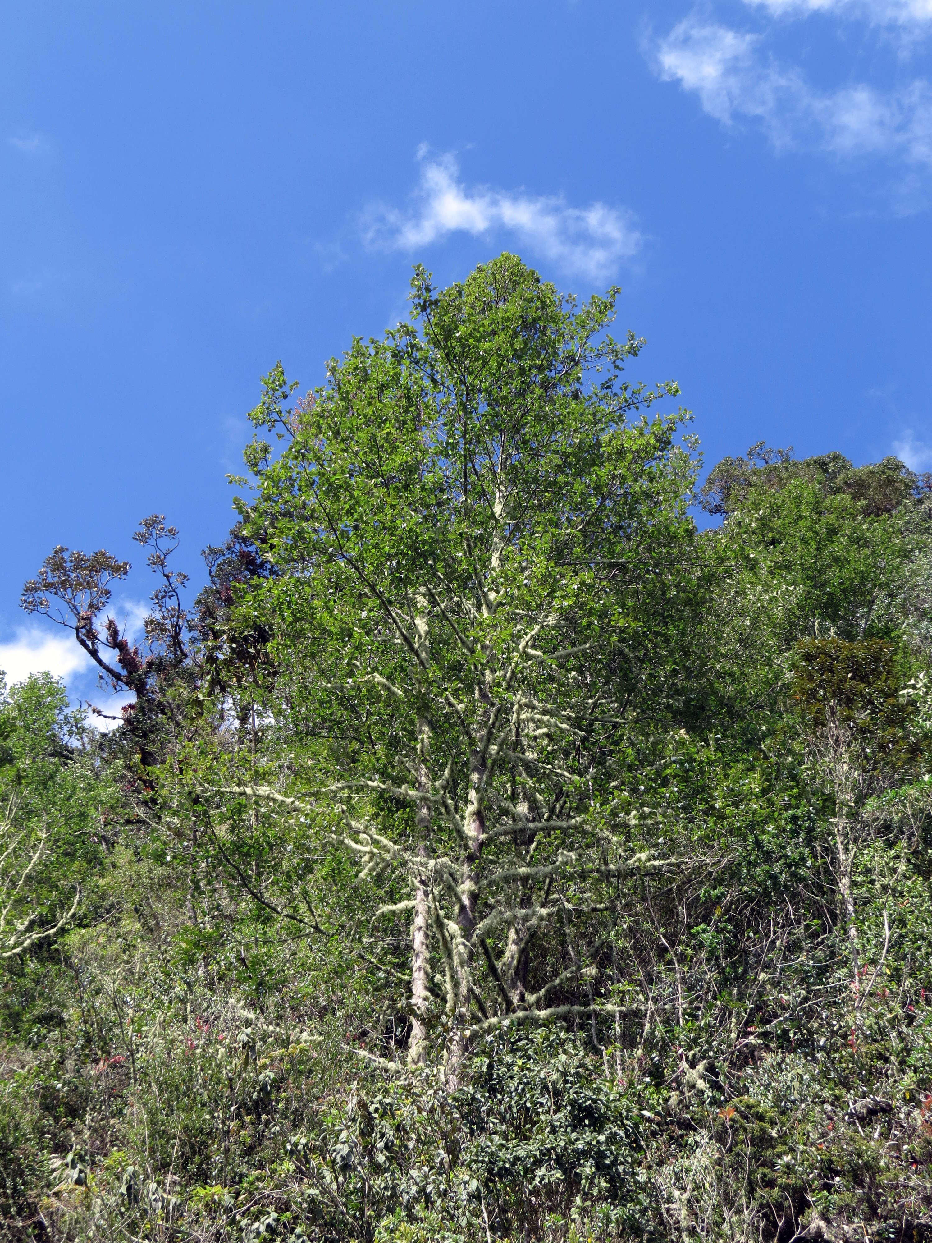 صورة Alnus acuminata Kunth