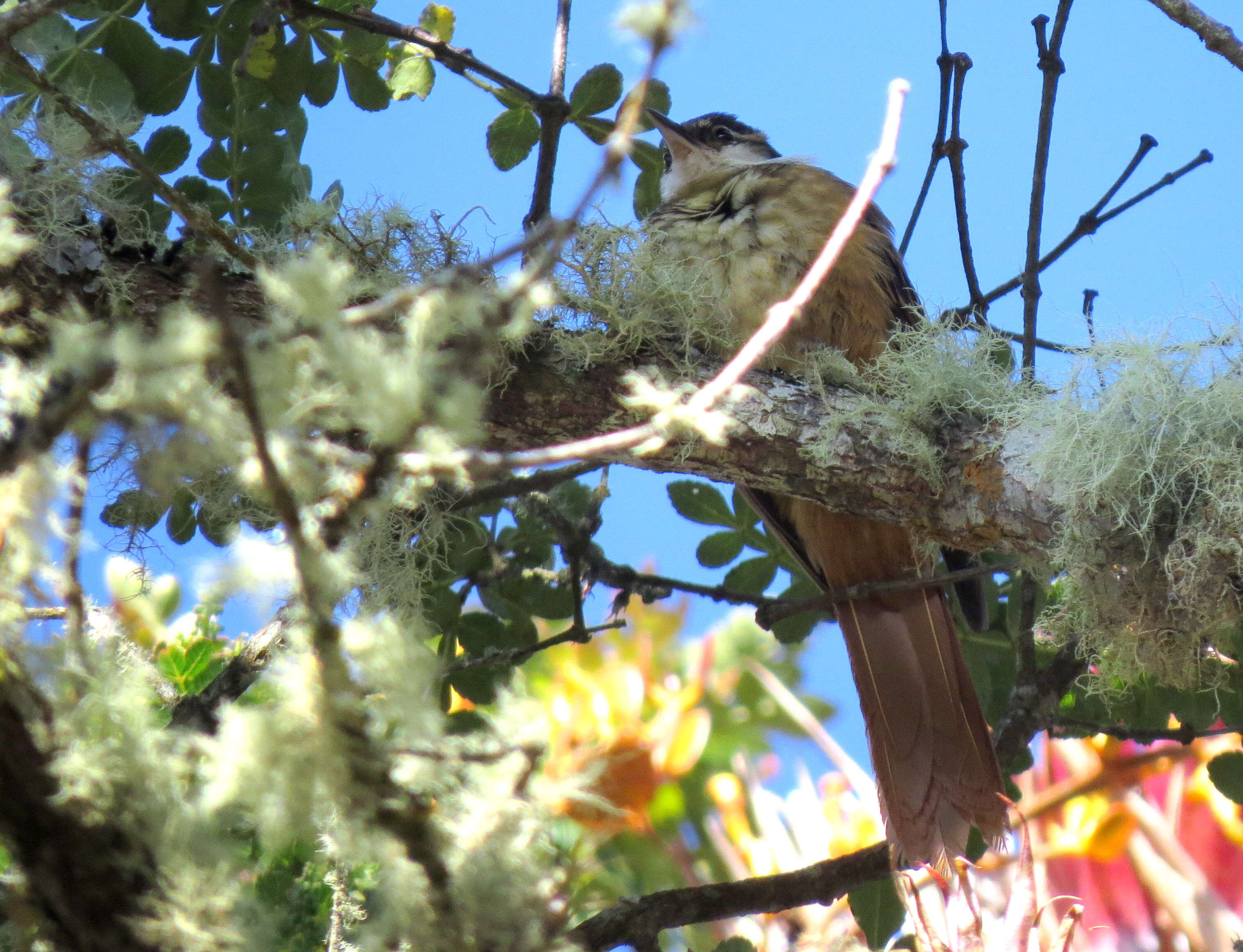 Image of Streaked Tuftedcheek