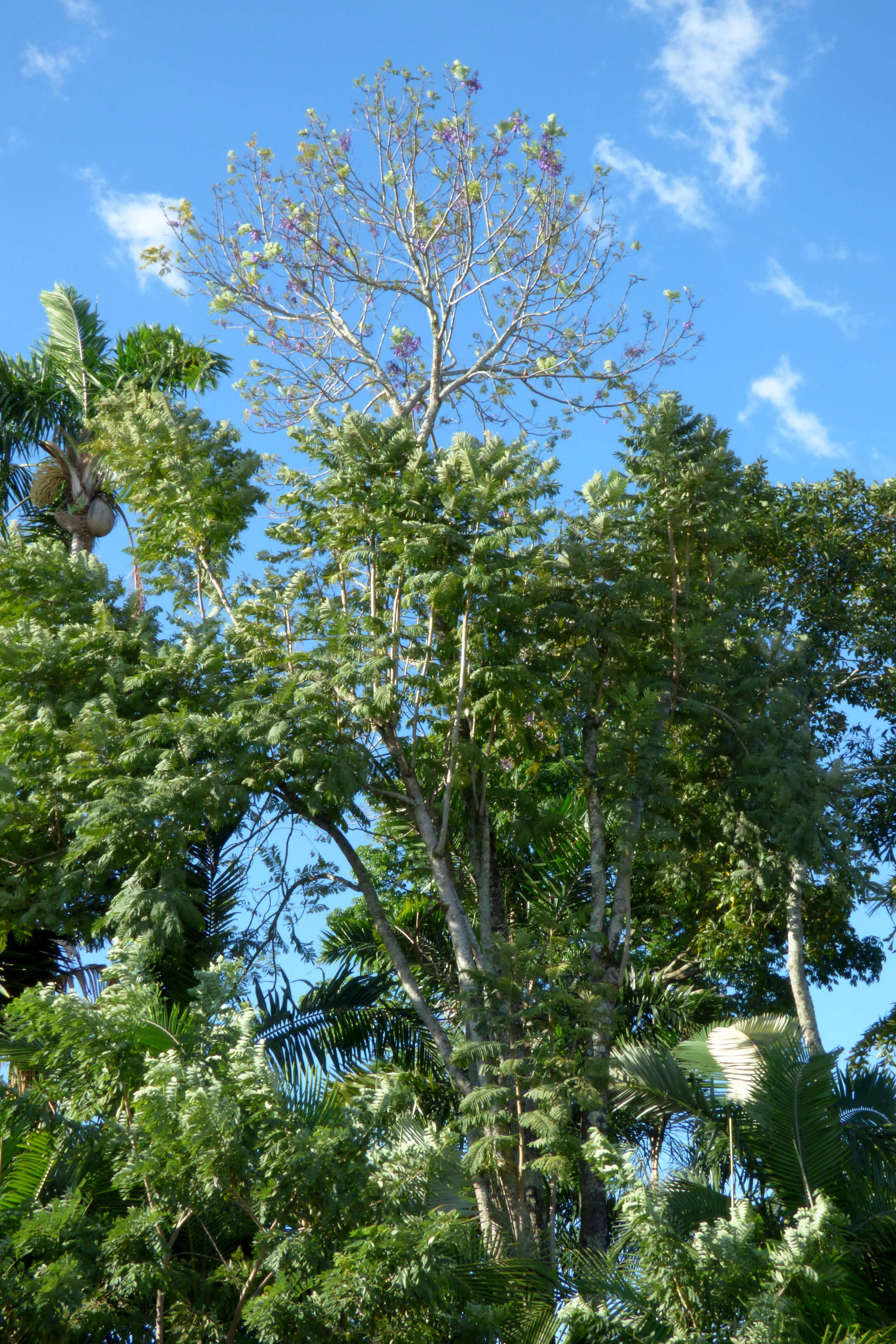 Plancia ëd Jacaranda caucana Pittier