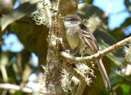 Image of White-throated Tyrannulet