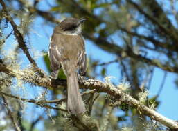 Image of White-throated Tyrannulet