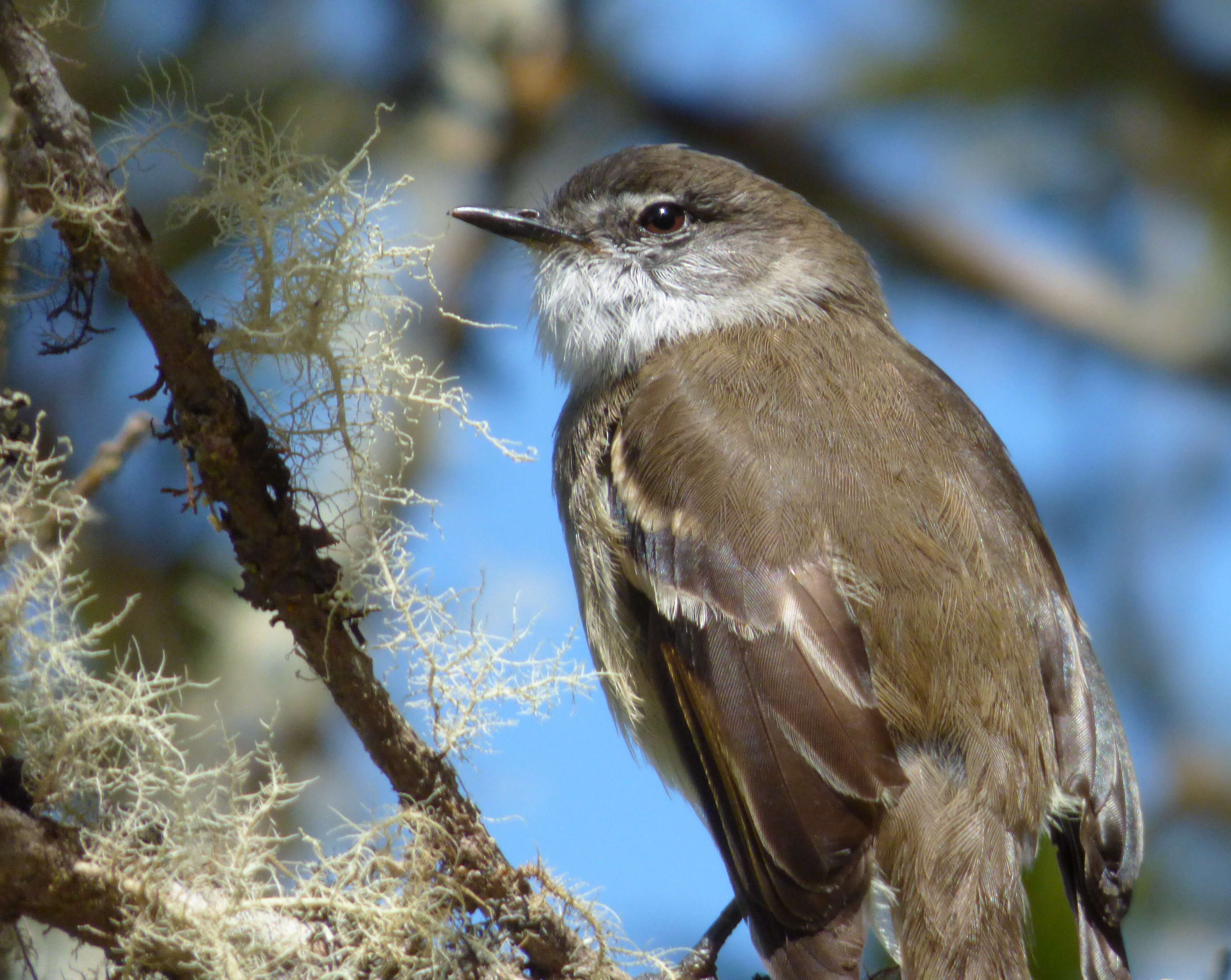 Image of White-throated Tyrannulet