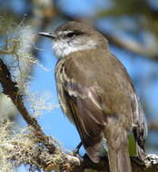 Image of White-throated Tyrannulet